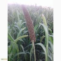 Продам чумизу в колосках