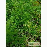 Марена красильная купить