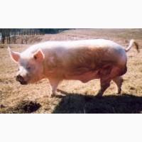 Продам племенного хряка породы украинская белая 2 года
