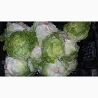 Продам салат Бостон