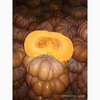 Продам тыкву Мускат де Прованс