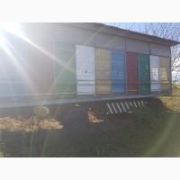 Павільон для бджіл