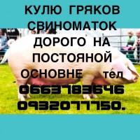 Куплю Хрякив Свыноматк