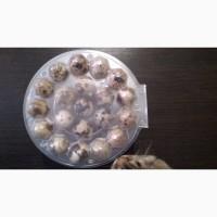 Инкубационные перепелиные яйца