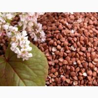 Продам посевной материал Гречки, Сои, Льна, Проса, Подсолнуха, Кукурузы
