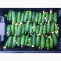 Огірки огурцы редиска продам
