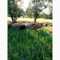 Продам вівці