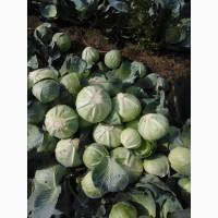 Продам капусту сорт Агрессор от производителя