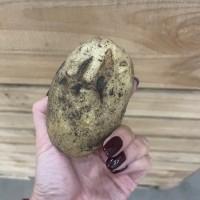 Продажа соціальної картоплі