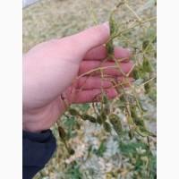 Софора плоди куплю