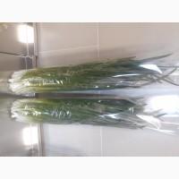 Зелена цибуля