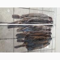 Продам шкурки нутрий