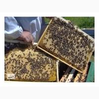 Бджолопакети