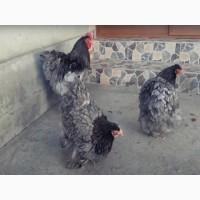 Інкубаційне яйце Кохінхін - блакитний, мармур, золото