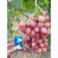 Продам оптом виноград. Сорт АНЮТА
