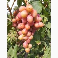 Продам оптом виноград. Сорт АНЮТА