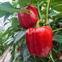 Продам семена перца Гранатовая Турецкая Долма