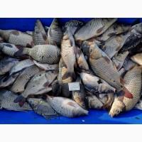 Продам зарибок коропа двохрічки, середня вага 400 грам