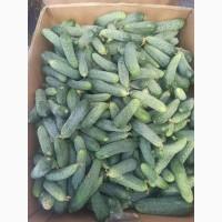 Продам огірок. Домашня екотеплиця