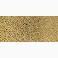 Гірчиця насіння Біла Принцеса