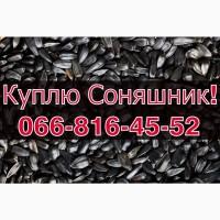 Закуповую СОНЯШНИК у великих обсягах!Без вихідних