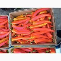 Продам перець гіркий