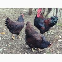 Інкубаційне яйце. Курчата. Барневельдер срібло, чорно-окаймований