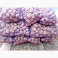 Продам картоплю