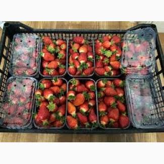 Полуниця сорту Азія | Продаж гуртом | Від 3 тонн