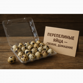 Перепелиные яйца - домашние, свежие, фермерские, доставка