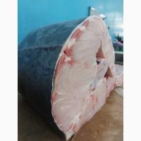 Продам Рыбу Осётр Свежая не замороженная