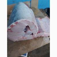 Продам Рыбу Осётр Свежая не замороженная