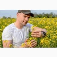 Закупаю Ріпак по 1Ф доставкою по всій Україні