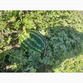 Продам кавун Продюсер 5-10 кг дуже солодкий