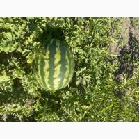 Продам кавун Продюсер 5-10 кг дуже солодкий