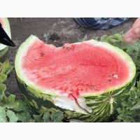 Продам кавун Продюсер 5-10 кг дуже солодкий