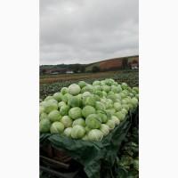 Продам капусту (Тереодор) ( Агресор )