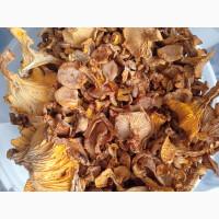 Продам лисичку сушену