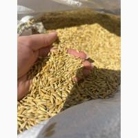 Ярий ячмінь сорт Аверс еліта Дніпропетровська обл