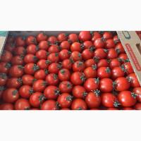 Продам Помидор коктельный