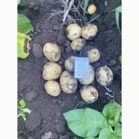 Продам родам