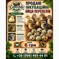 Продам інкубаційні яйця, Техас, Фараон, Фенікс