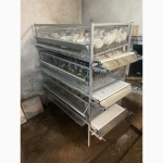Продам інкубаційні яйця, Техас, Фараон, Фенікс