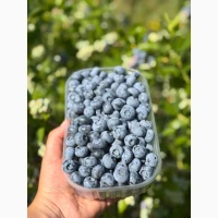 Продам лохину сортів Дюк, Спартан, Блю Кроп, Блю Голд