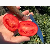 Продам помідор польовий