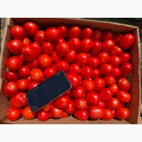 Продам помідор польовий