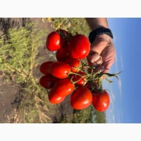 Продам помідор польовий