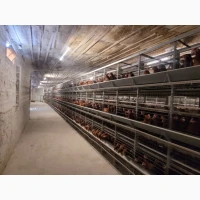 Продаж діючого птахівничого комплексу
