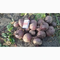 Продам буряк оптом