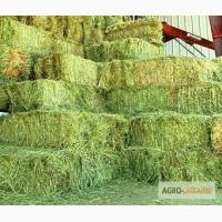 Продам сено люцерна в тюках